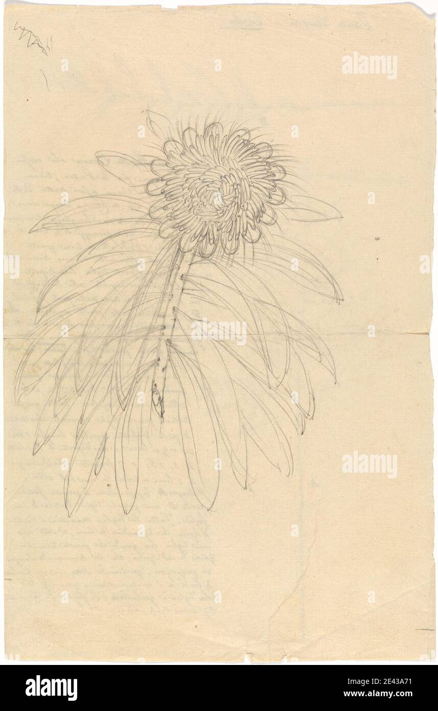 Luigi Balugani, 1737â€"1770, Italien, Protea Gaguedi, non daté. Graphite sur papier beige, légèrement texturé, moyen. Banque D'Images Luigi Balugani, 1737â€"1770, Italien, Protea Gaguedi, non daté. Graphite sur papier beige, légèrement texturé, moyen. Banque D'Images