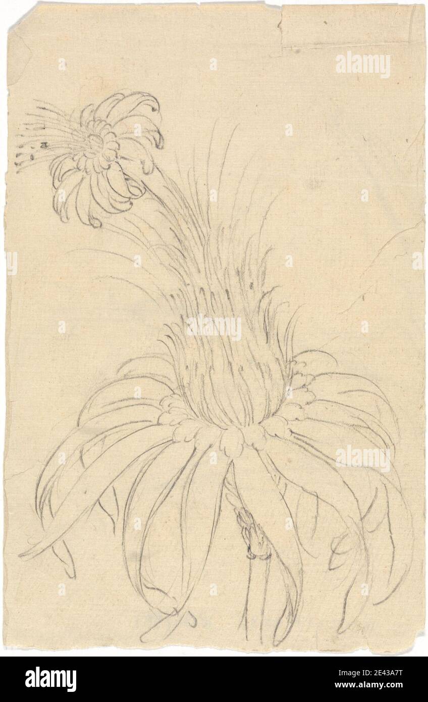 Luigi Balugani, 1737â€"1770, Italien, Michaud Campanuloides, non daté. Graphite sur papier beige, légèrement texturé, moyen. Fleurs (plantes), feuilles Banque D'Images