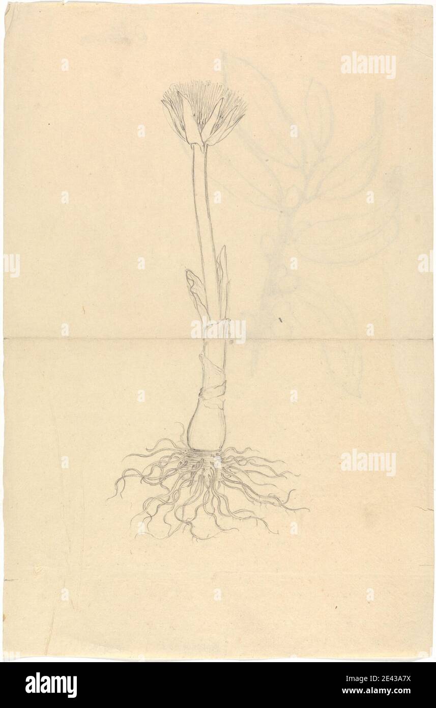 Luigi Balugani, 1737â€"1770, Italien, Scadoxus Puniceus, non daté. Graphite sur papier vélin moyen, légèrement texturé, beige. baies , feuilles , racines Banque D'Images