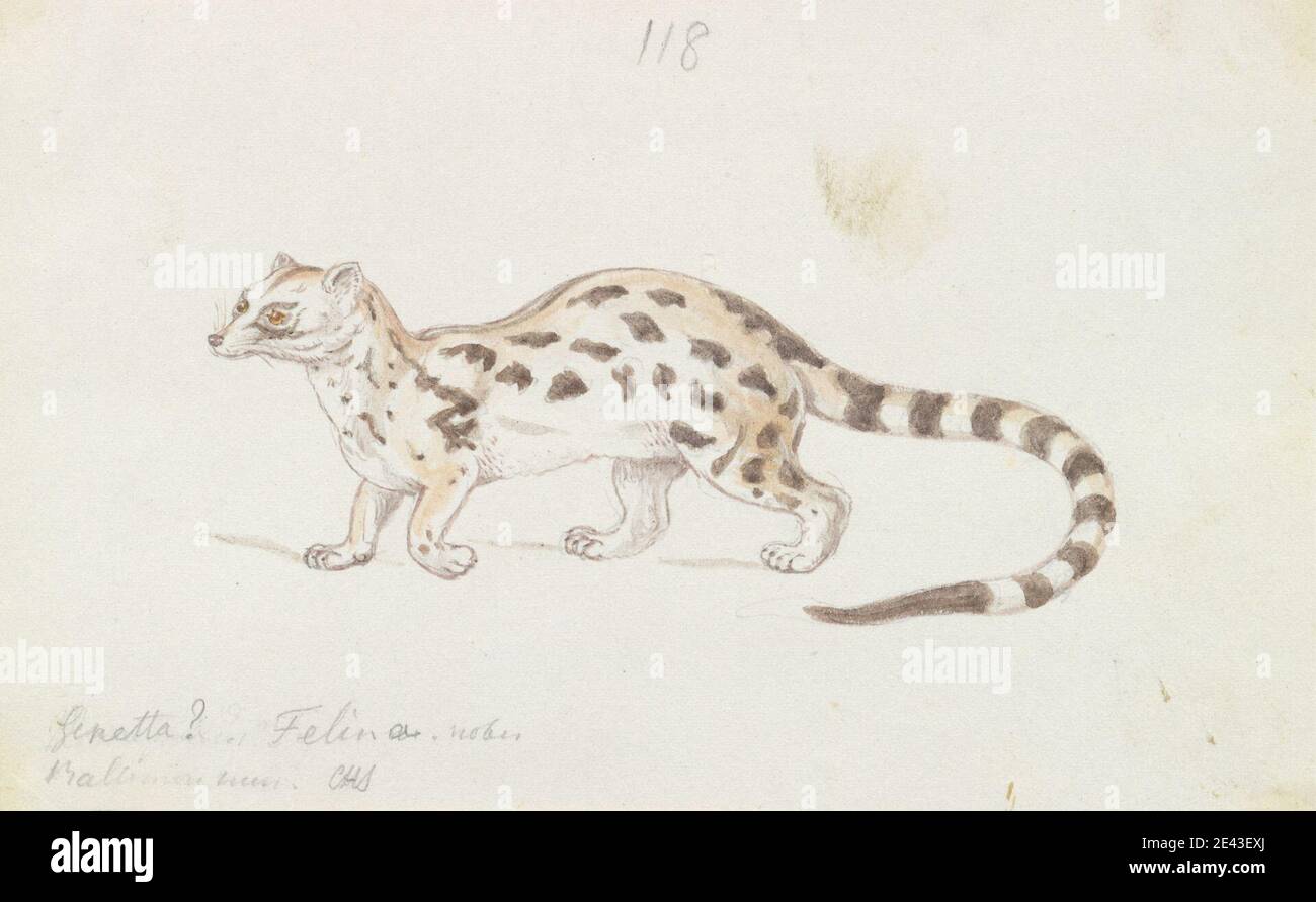 Charles Hamilton Smith, 1776â€"1859, Belge, petit Civet indien, ca. 1837. Aquarelle, stylo, encre brune et graphite sur papier vélin moyen, lisse, blanc. Art animal Banque D'Images