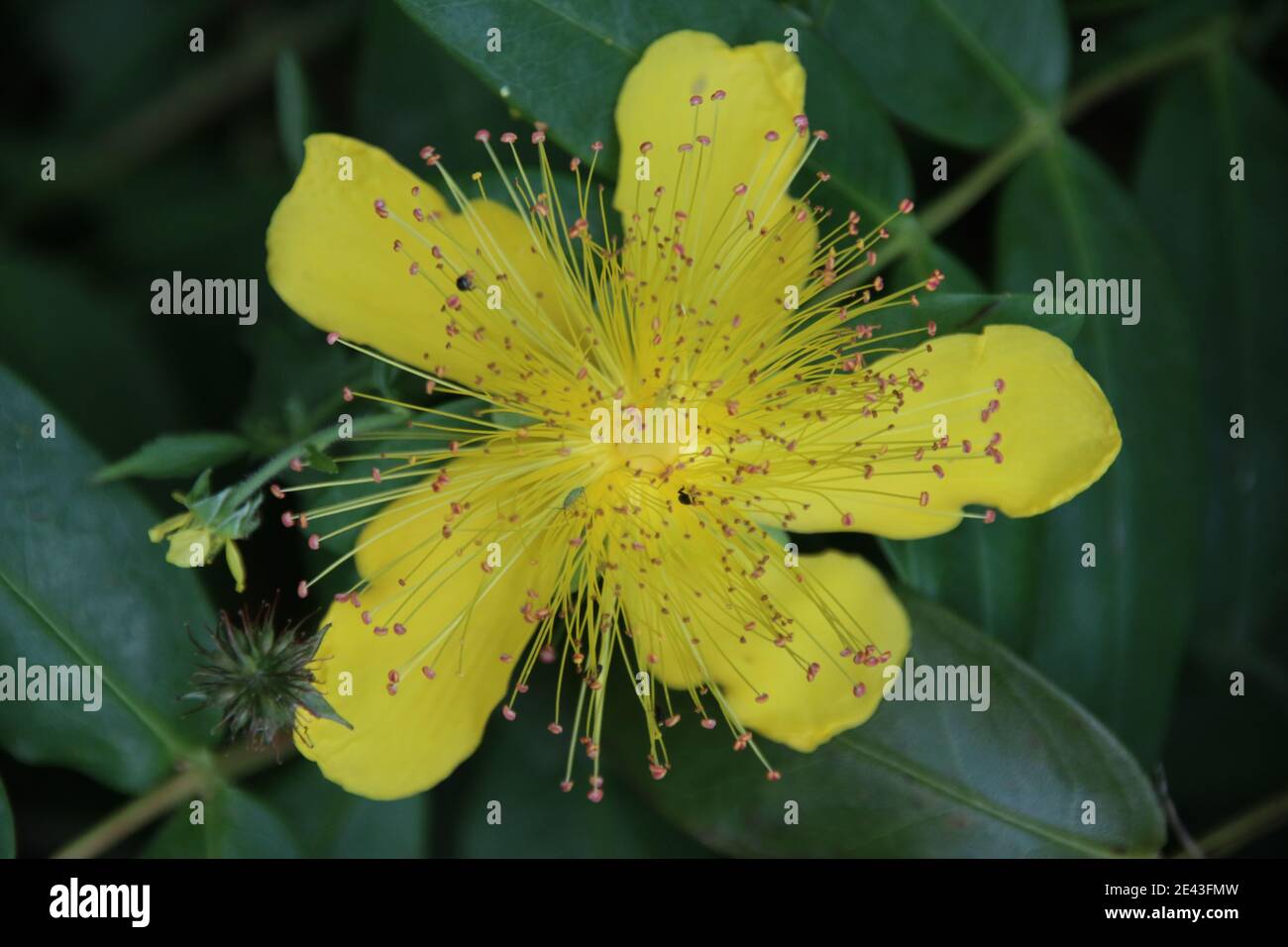 Perforez le millepertuis Banque D'Images