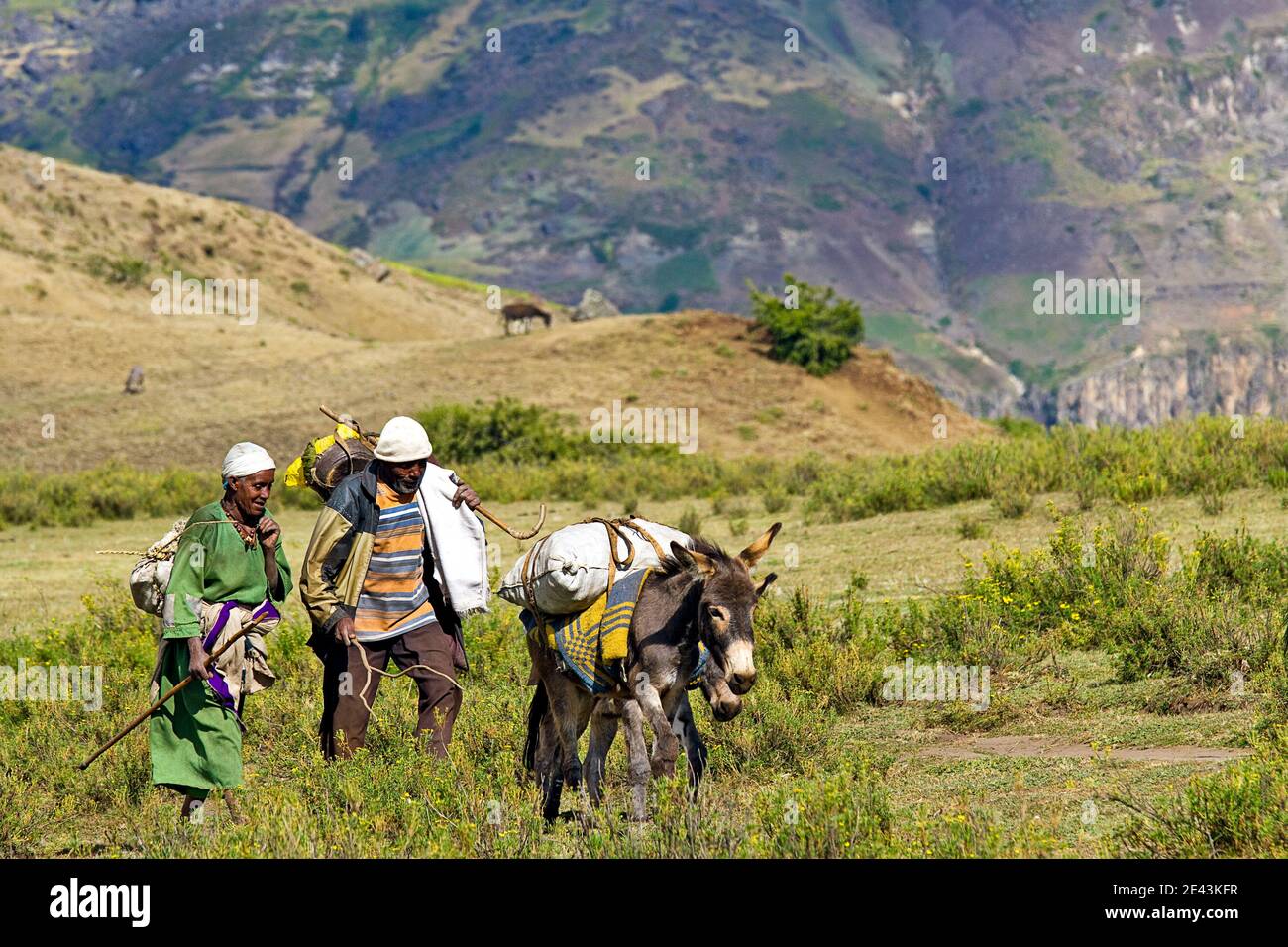 Des agriculteurs éthiopiens utilisant des ânes pour déplacer des marchandises dans de beaux environs des montagnes de Lalibela, en Éthiopie Banque D'Images