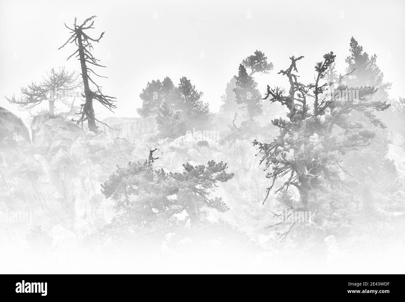 Photographie minimaliste en noir et blanc lors d'un matin brumeux et pluvieux dans les pins noirs du Karst de Larra en Navarre. Banque D'Images
