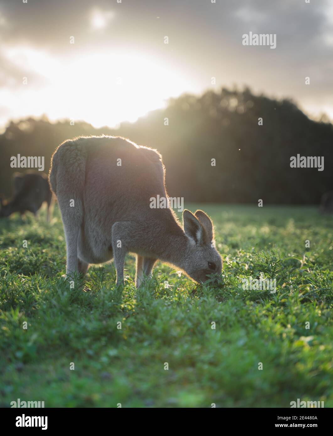 Troupeau de kangourous rouges adorables paître sur un pré vert herbacé Près de la forêt contre le ciel du coucher du soleil en Australie Banque D'Images