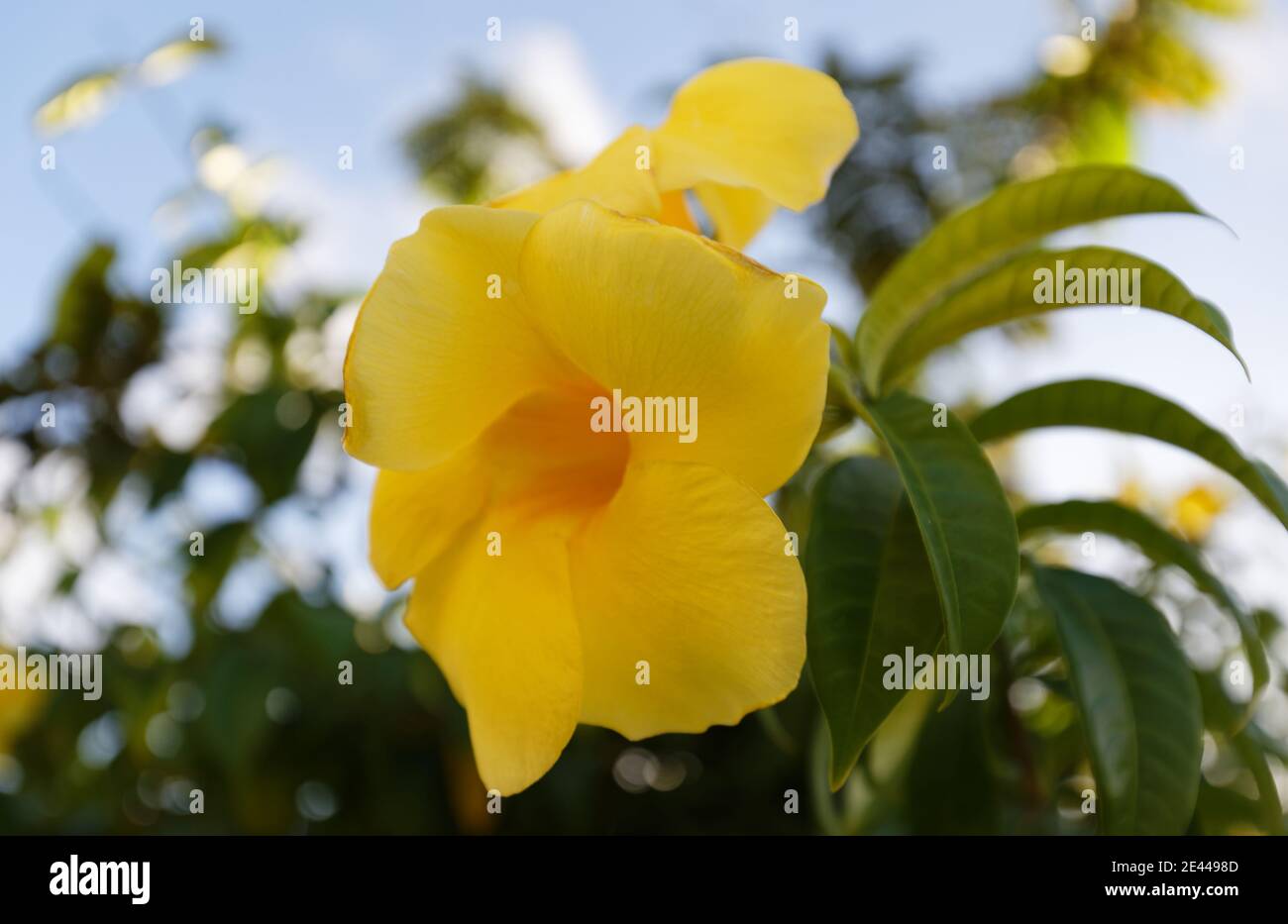 Fleurs de Martinique. Fleur jaune. Fleur exotique sur buisson vert. Jardin  tropical fleuri Photo Stock - Alamy