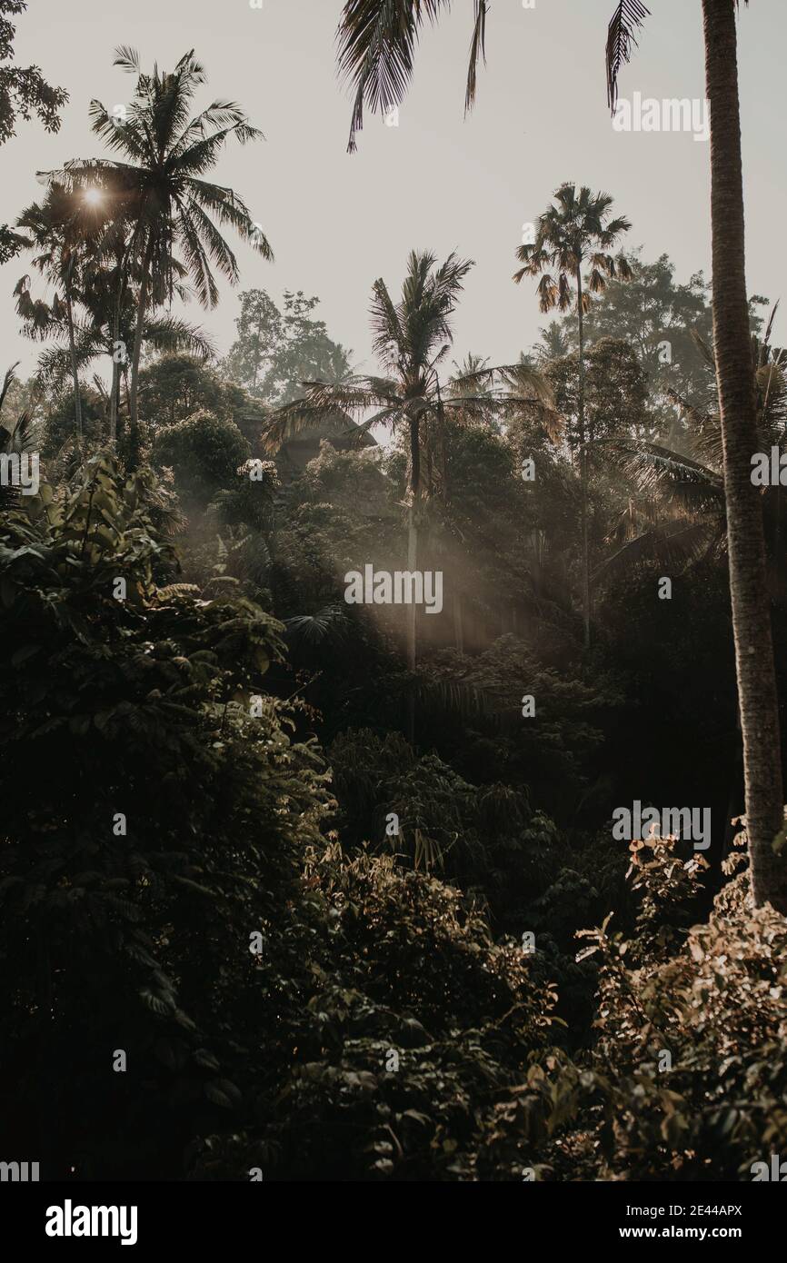 Paysage de forêt tropicale avec de grands palmiers et luxuriant végétation en journée ensoleillée Banque D'Images