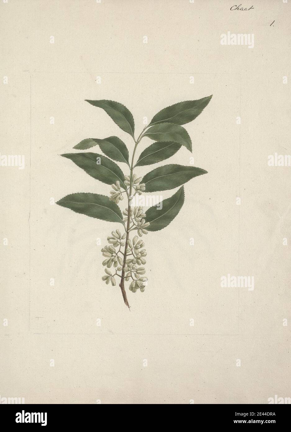 Luigi Balugani, 1737â€"1770, Italien, Catha edulis Forssk. (Khath) : dessin fini, non daté. Aquarelle et gouache sur graphite sur papier crème, légèrement texturé et moyen. Banque D'Images