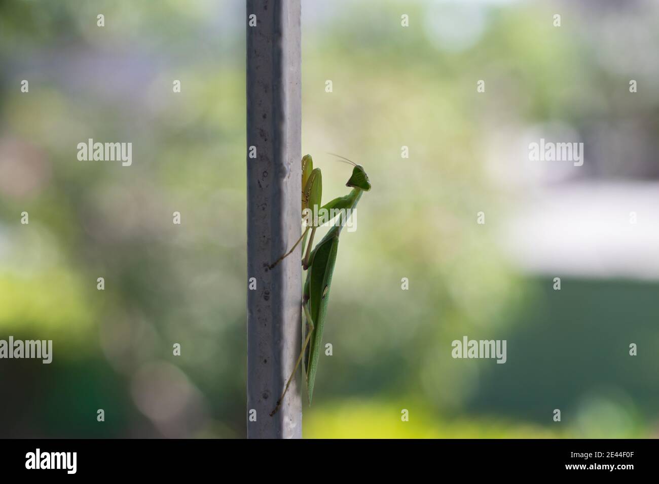 Mantis géants africains verts (sphodomantis viridis) Dans le jardin en Afrique de l'Ouest avec fond flou Banque D'Images