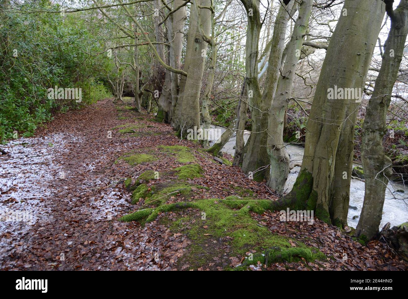 Hiver à Craigtoun, St Andrews, Fife Banque D'Images