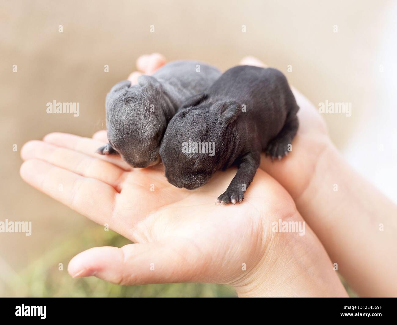 Bebe Lapins Race Animal Banque D Image Et Photos Alamy Bebe Lapins Race Animal Banque D Image Et Photos Alamy