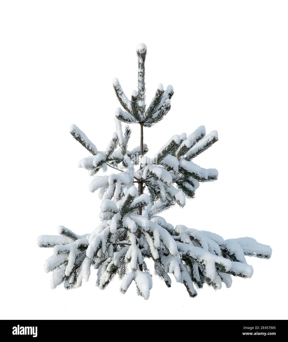pins lors d'une journée d'hiver ensoleillée, recouverts d'une épaisse couche de neige, isoler sur un fond blanc Banque D'Images