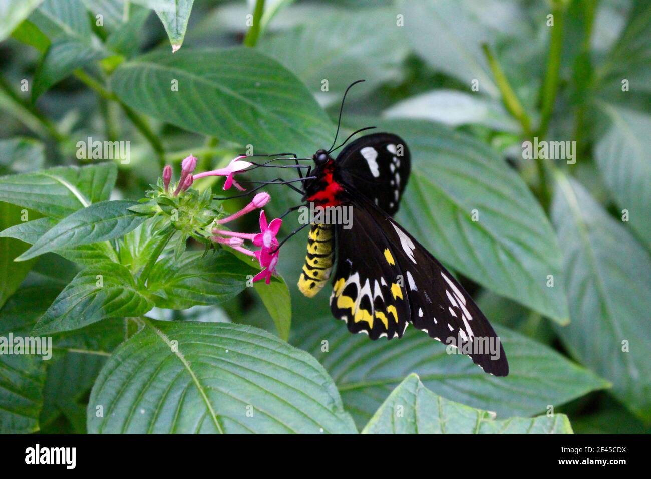 Femelle Cairns Birdwing Butterfly, la plus grande des papillons australiens Banque D'Images
