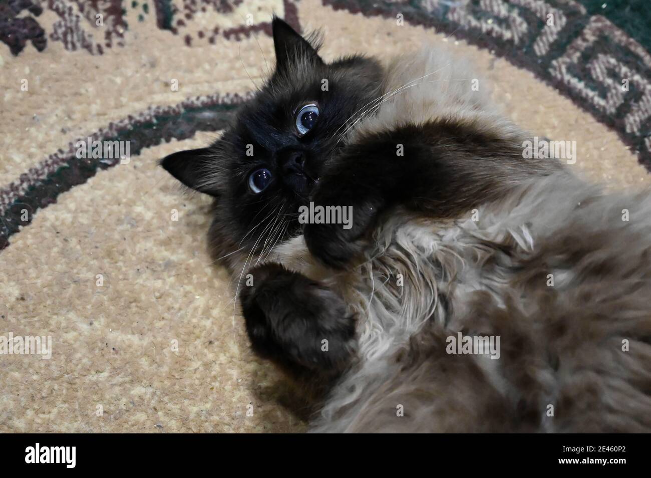 Magnifique chat himalayan moelleux avec des yeux bleus se trouve sur la moquette à l'arrière et regarde la caméra. Banque D'Images