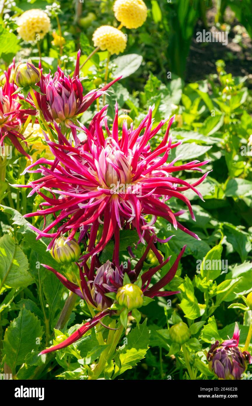 Hollyhill Spider femme un cactus dahlia rouge foncé et blanc L'été et l'automne fleurissent UNE plante tubéreuse à feuilles caduques et à moitié robuste Banque D'Images