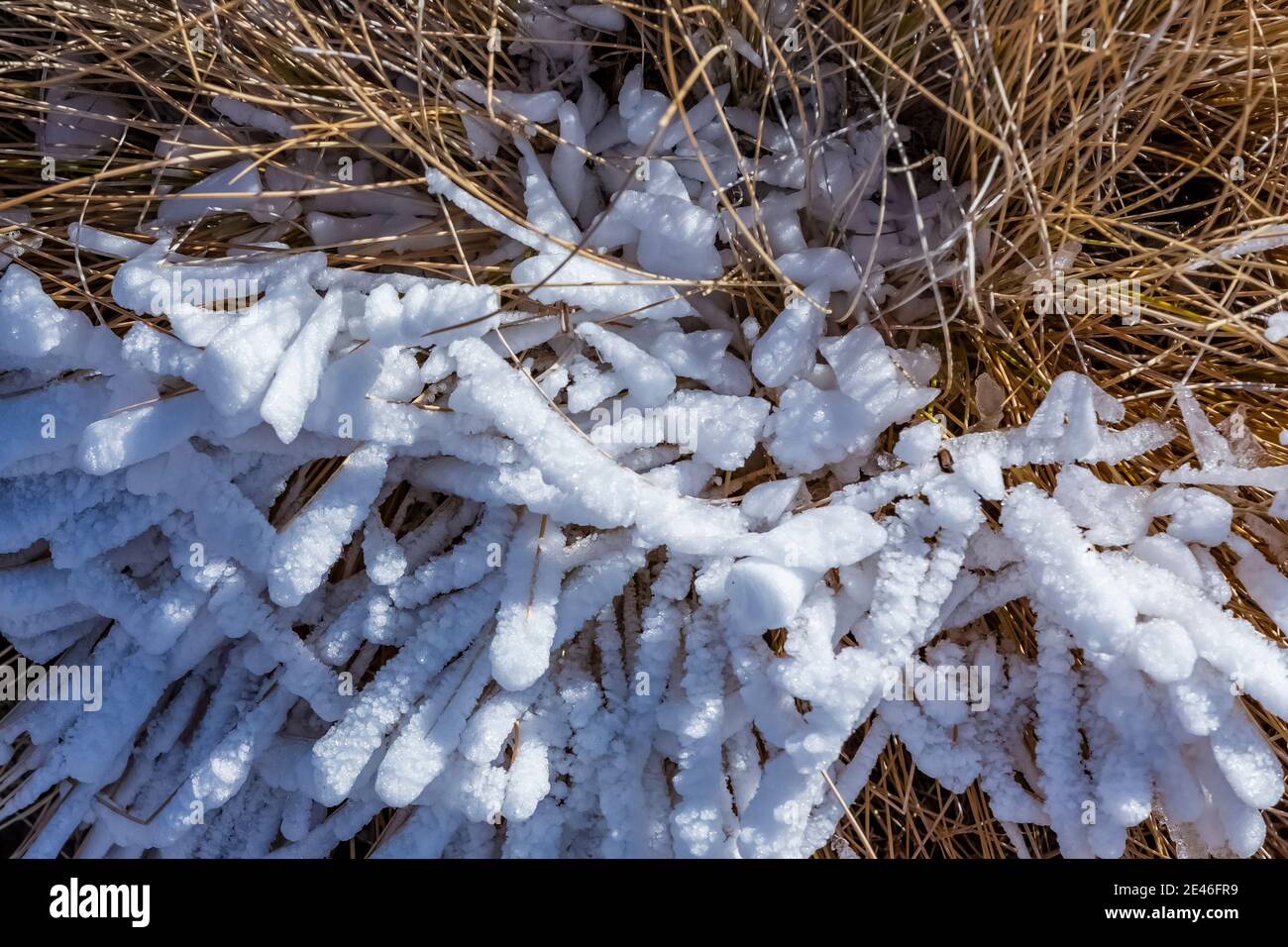 La glace de rime dure s'est formée au cours d'un brouillard glacial et du vent au sommet de Steens Mountain, Oregon, États-Unis Banque D'Images