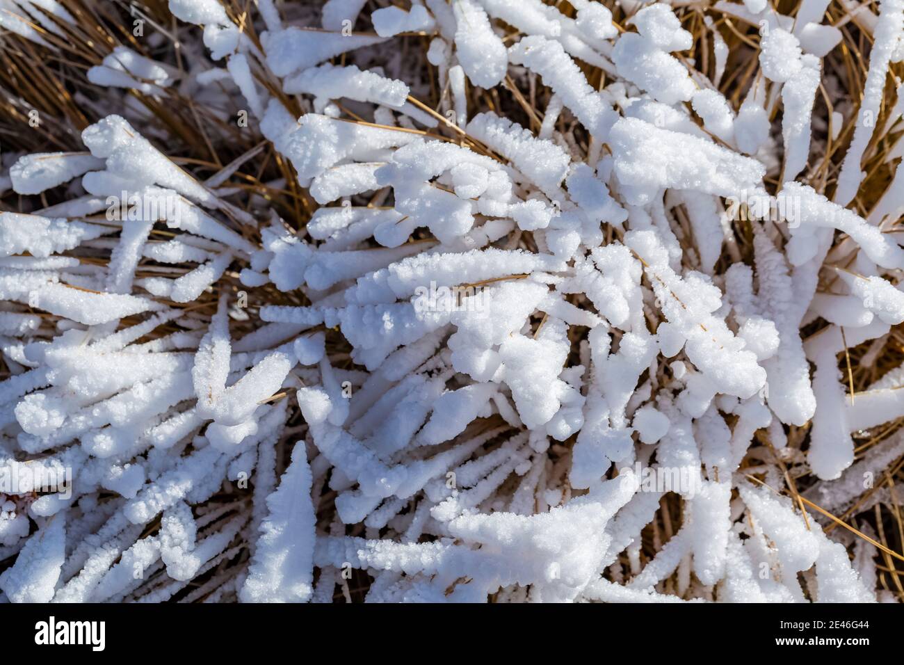 La glace de rime dure s'est formée au cours d'un brouillard glacial et du vent au sommet de Steens Mountain, Oregon, États-Unis Banque D'Images