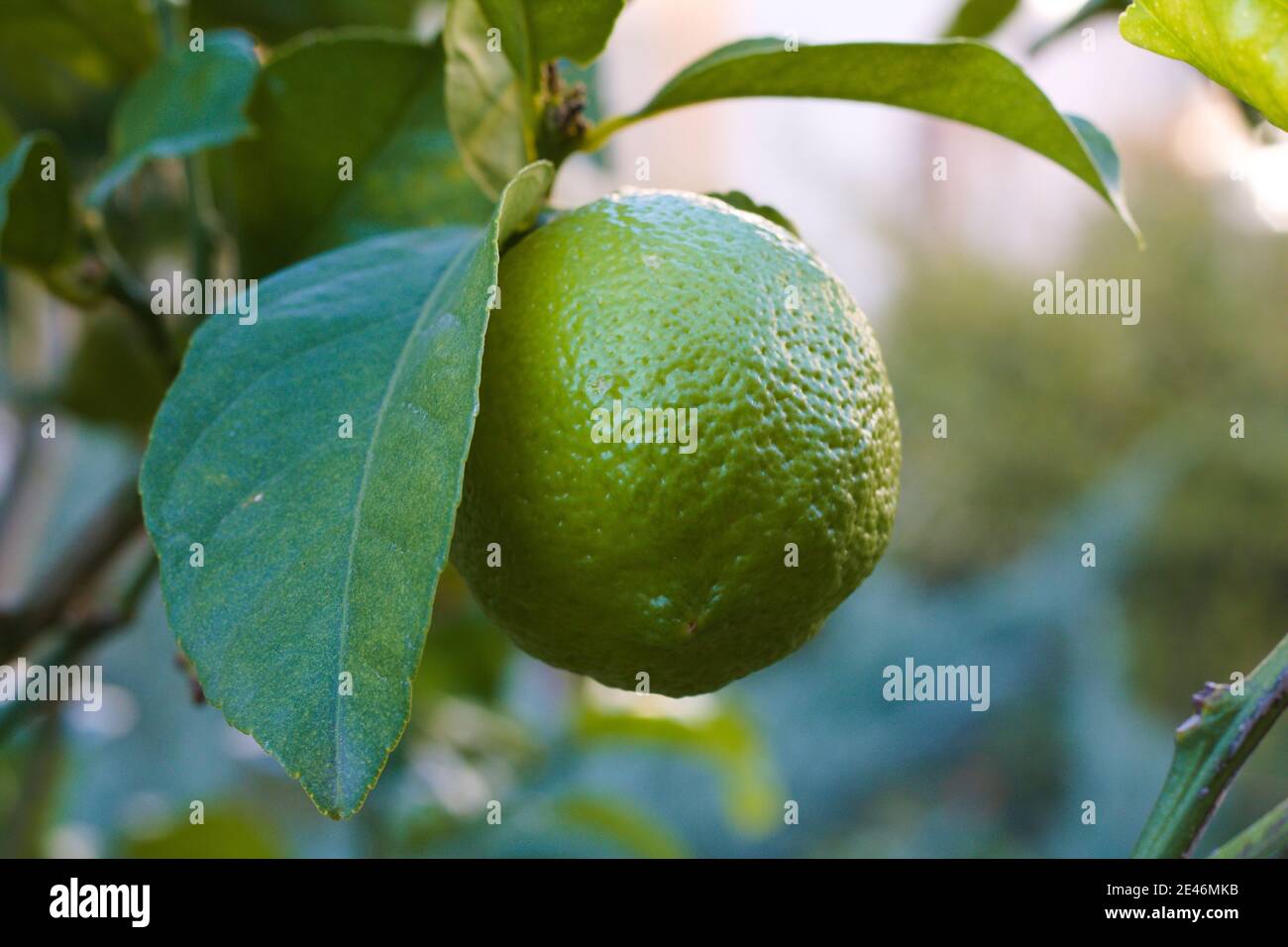 Deux citrons sur la branche du citronnier. Banque D'Images