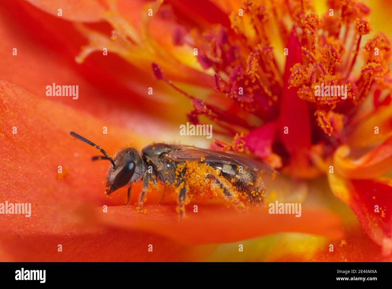 Une abeille assise dans une fleur recouverte de pollen Banque D'Images