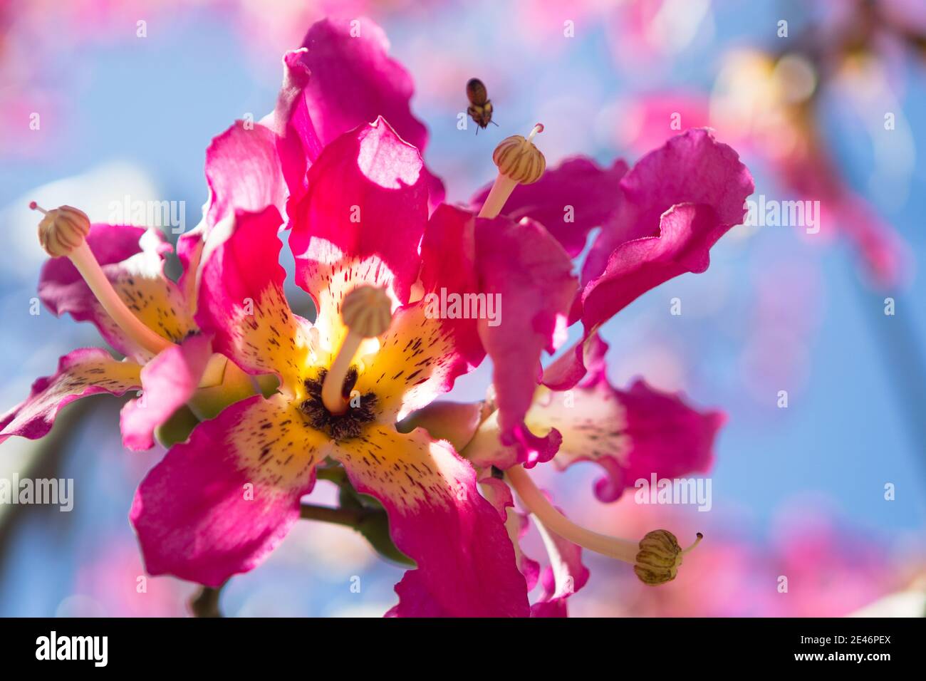 Fleur d'orchidée sauvage dans leur habitat naturel Banque D'Images