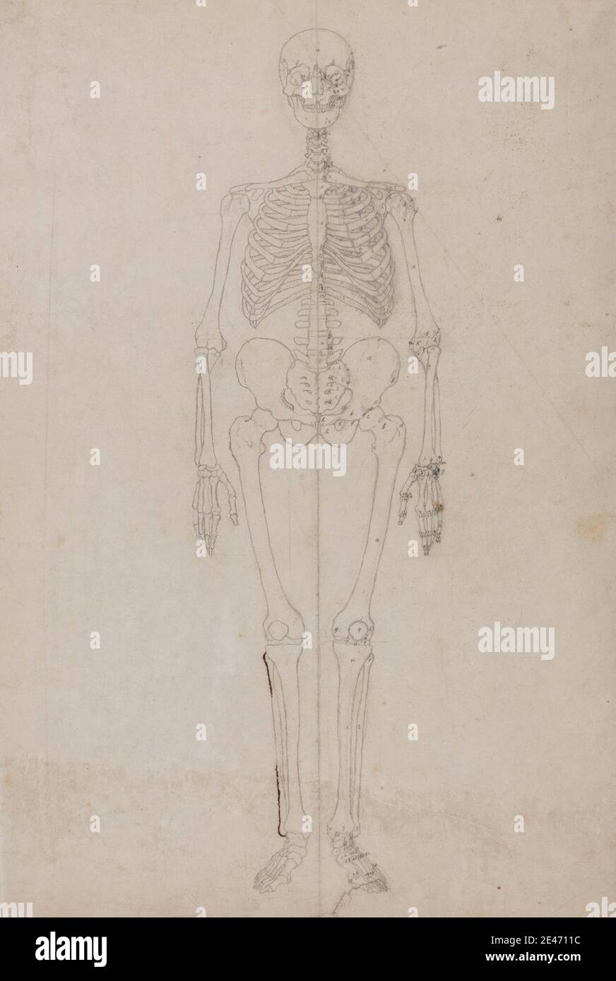 George Stubbs, 1724–1806, britannique, squelette humain, vue antérieure (étude finale), 1795 à 1806. Graphite, stylo et fer Galle encre sur la crème, mince, lisse, papier vélin. Étude anatomique , anatomie , étude de figure , avant , homme , squelette Banque D'Images