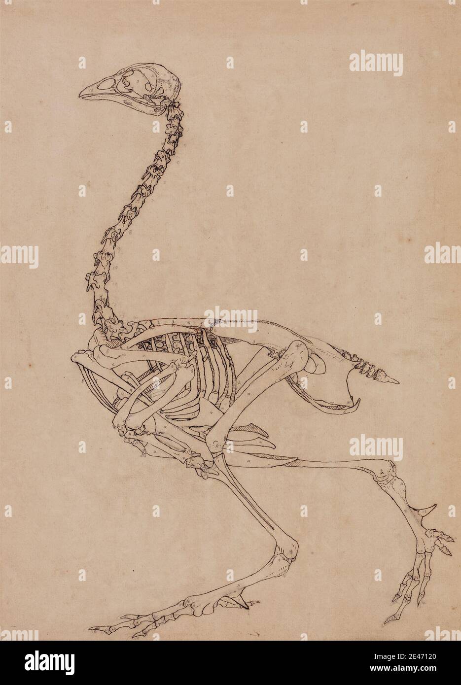 George Stubbs, 1724–1806, Britannique, squelette de la chouette, vue latérale (étude de la figure clé du tableau V), 1795 à 1806. Stylo à l'encre de Galle de fer, et graphite sur papier de vélin fin, légèrement texturé, crème, posé sur crème, épais, modérément texturé, papier de vélin. Étude anatomique , anatomie , oiseau , étude de figure , squelette , étude (travail visuel) Banque D'Images