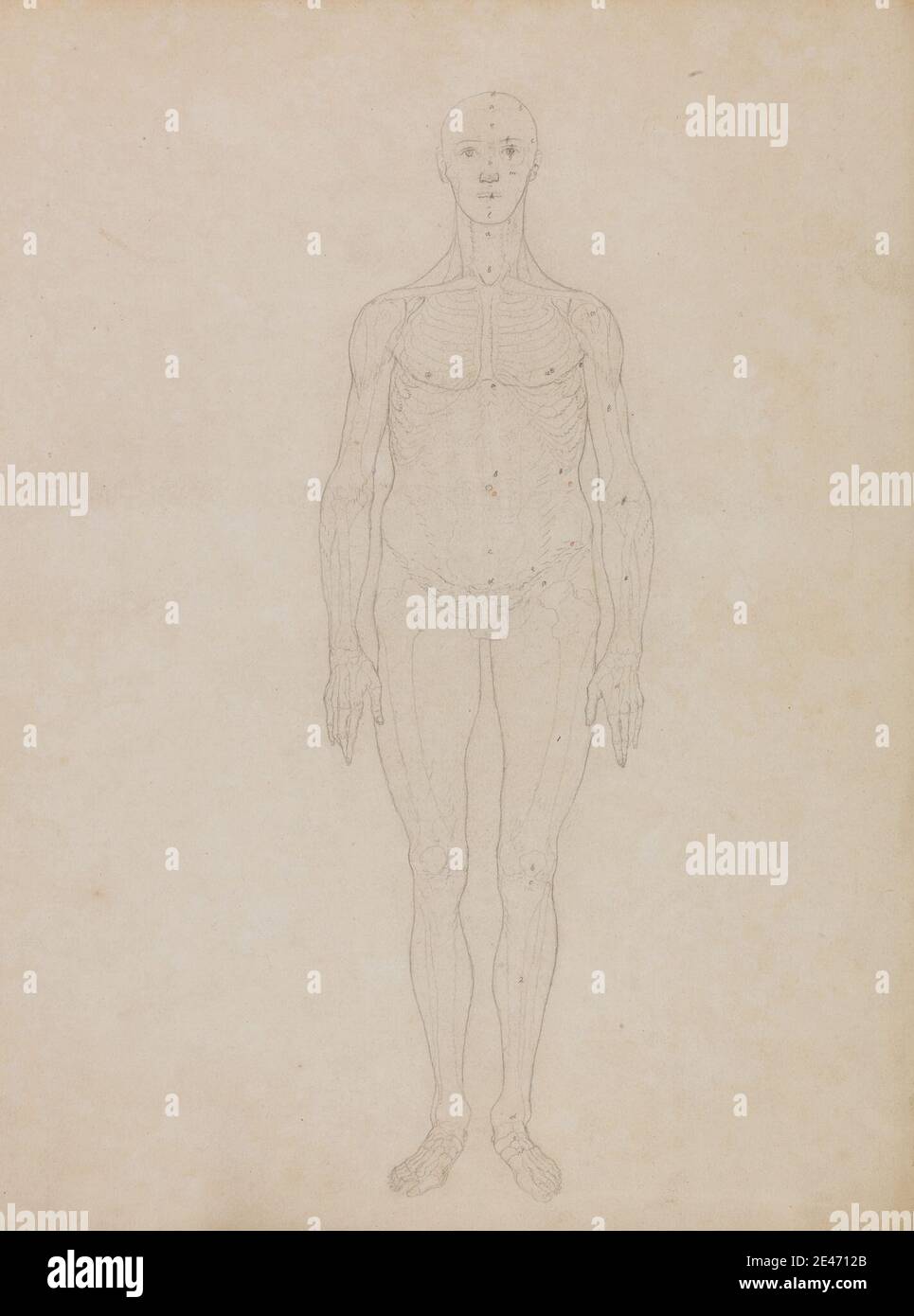 George Stubbs, 1724–1806, British, Study of the Human Figure, Anterior View (probablement lié au tableau XI), 1795 à 1806. Graphite et craie rouge sur papier vélin moyen, légèrement texturé, crème. Étude anatomique , anatomie , étude de figure , avant , homme Banque D'Images