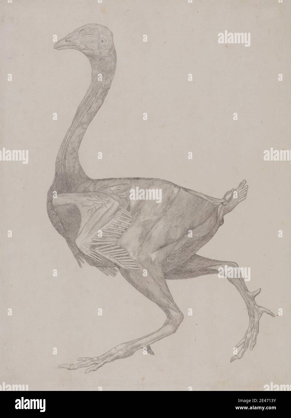 George Stubbs, 1724–1806, Britannique, corps de la chouette, vue latérale (probablement préparé pour le transfert à la plaque pour l'gravure de la table XV), 1795 à 1806. Graphite; verso: Graphite, et stylo à encre rouge sur papier mince, légèrement texturé, crème. Étude anatomique , anatomie , oiseau , étude de figure , étude (travail visuel) Banque D'Images