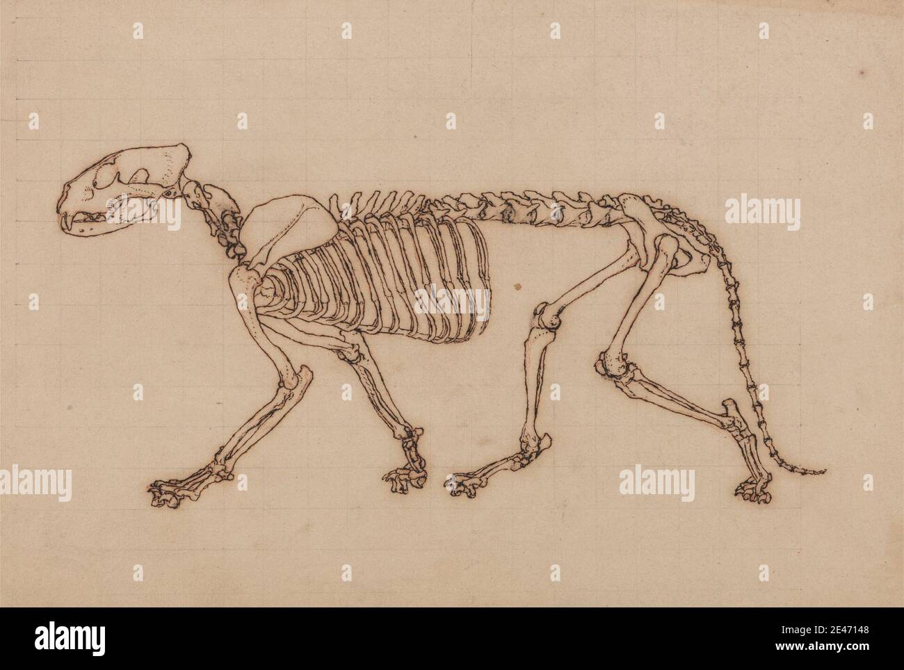 George Stubbs, 1724–1806, Britannique, squelette du tigre, vue latérale, 1795 à 1806. Stylo à l'encre de Galle de fer, au graphite et à la craie rouge sur du papier de vélin fin légèrement texturé, au carré en graphite pour le transfert; posé sur la crème, modérément épais, modérément texturé, papier vélin. étude anatomique , anatomie , animal , chat (chat domestique) , étude de figure , côté , squelette , queue (pendaison) , tigre Banque D'Images