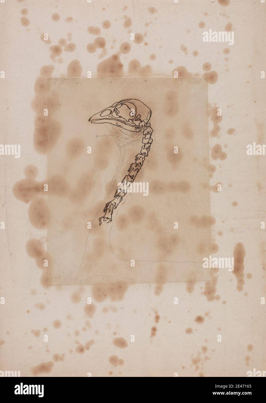 George Stubbs, 1724–1806, British, tête et cou de la chouette, vue latérale, 1795 à 1806. Graphite, et stylo avec de l'encre de Galle de fer sur le papier mince, légèrement texturé, crème de la feuille posée sur la crème, épais, modérément texturé, papier de la feuille. Étude anatomique , anatomie , oiseau , étude de figure , tête , étude (travail visuel) Banque D'Images