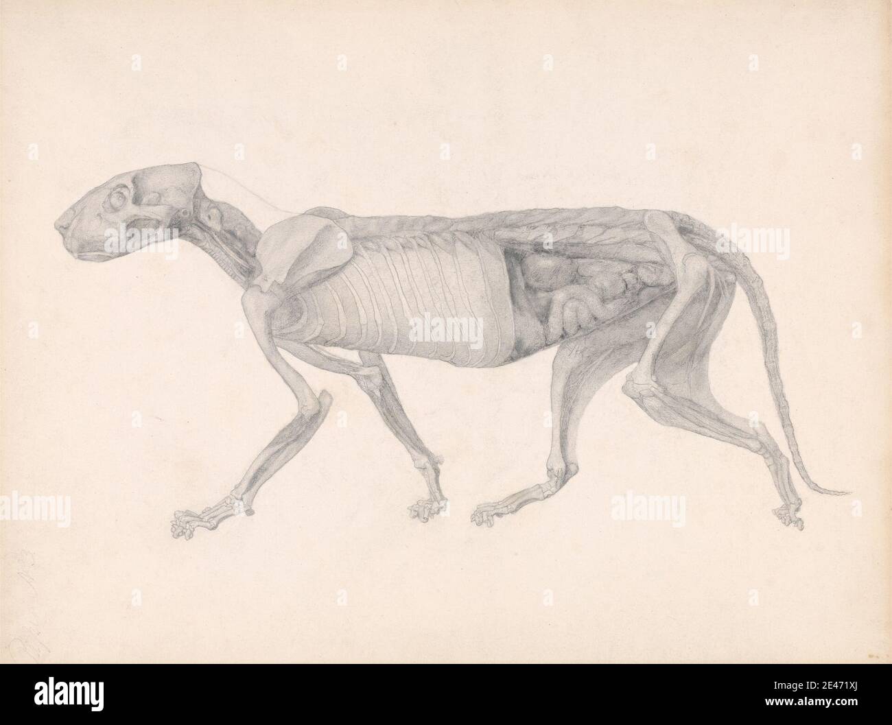 George Stubbs, 1724–1806, British, Tiger Body, Lateral View (étude pour une table non publiée; montre un stade tardif de dissection), entre 1795 et 1806. Graphite sur papier vélin épais et modérément texturé. Étude anatomique , anatomie , animal , chat (chat domestique) , étude de figure , côtes, aine , côté , squelette , queue (pendante) , tigre Banque D'Images