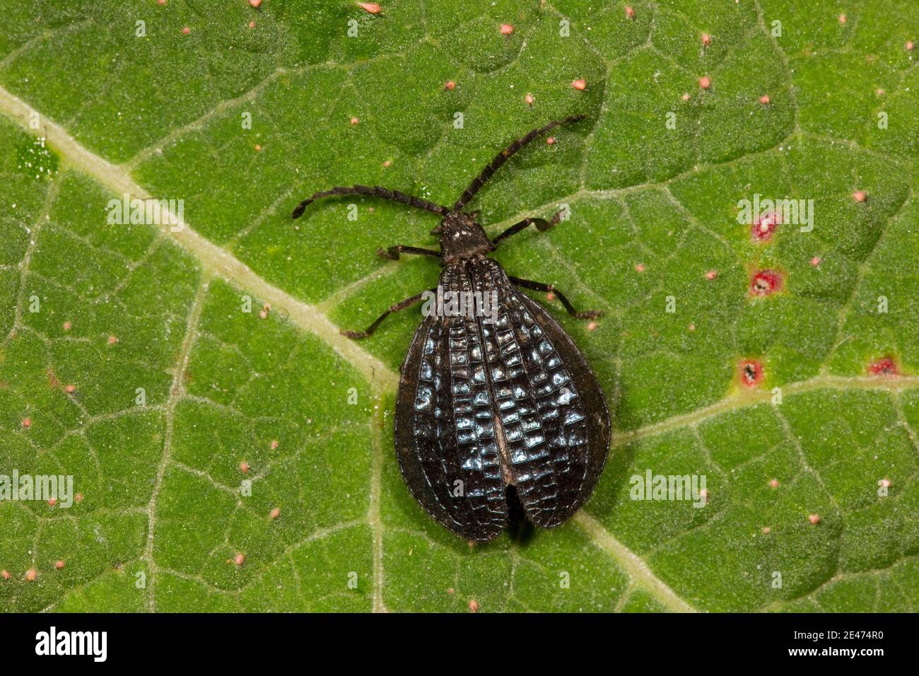Beetle à ailes réseau non identifié, Lycidae. Banque D'Images