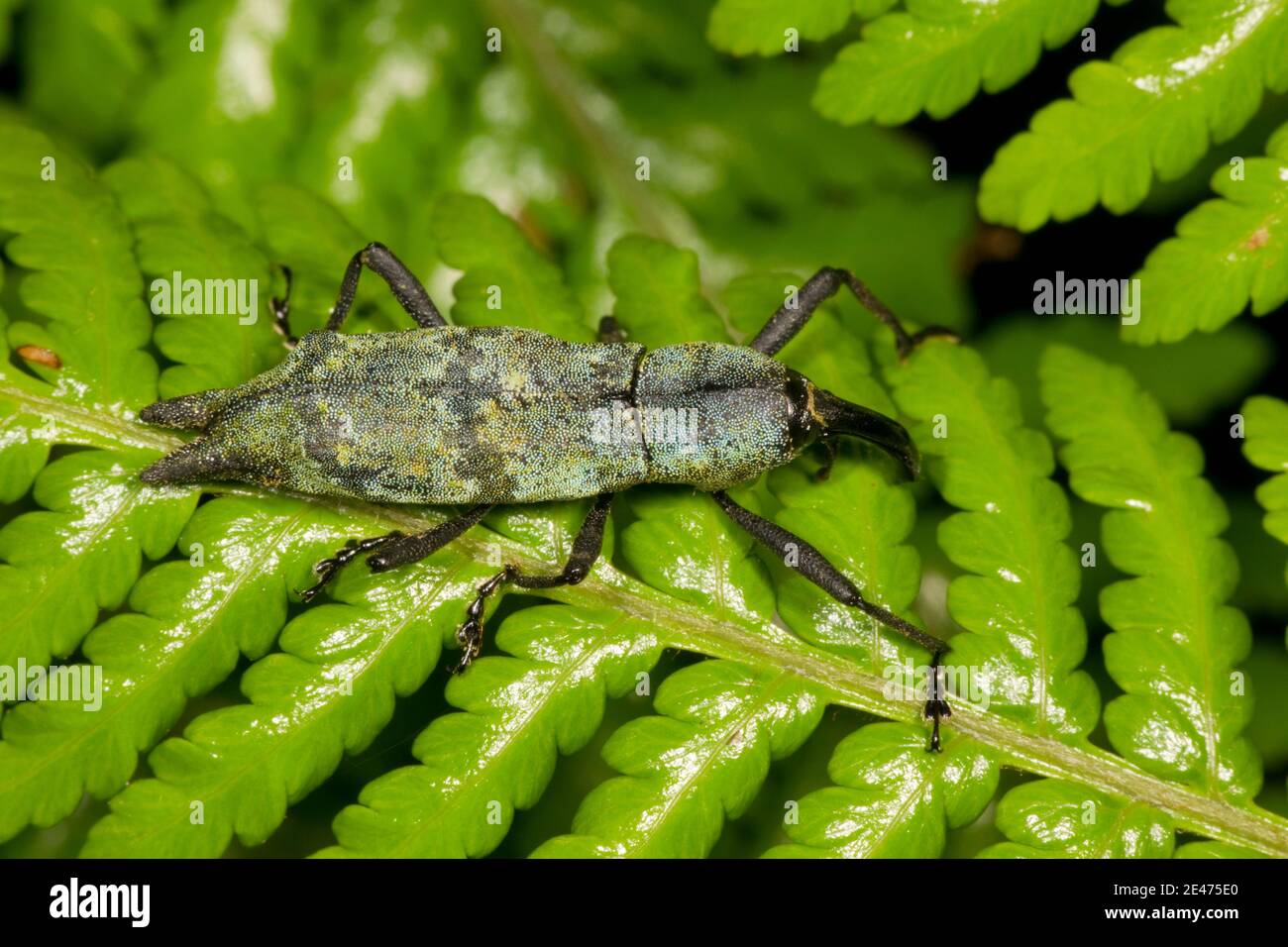 Weevidae non identifié, Curculionidae. Banque D'Images