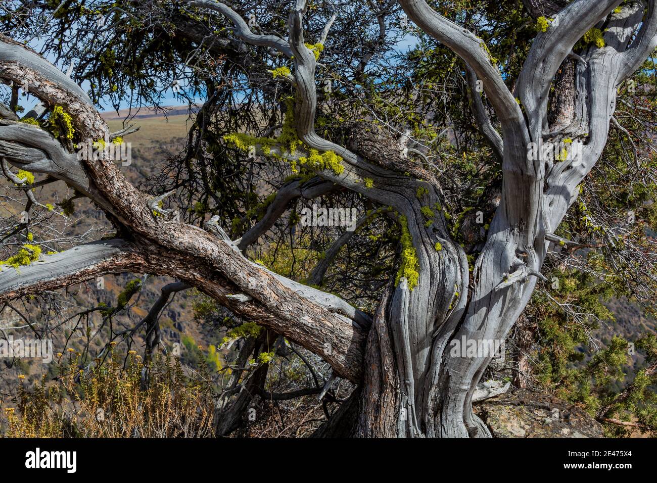 Curlleaf Mountain Mahogany, Cercocapus ledifolius, à Big Indian gorge, surplombe Steens Mountain, Oregon, États-Unis Banque D'Images