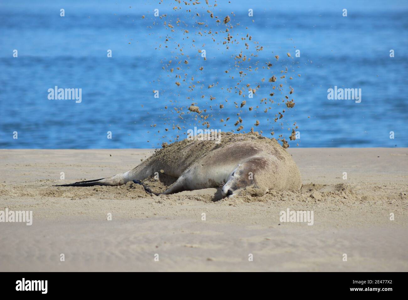 Le lion de mer de Nouvelle-Zélande juvénile jette du sable autour de lui-même pour refroidir bas Banque D'Images