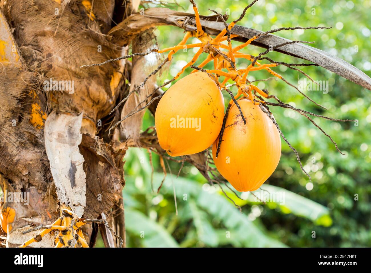 Boules de noix de coco à l'orange Banque D'Images