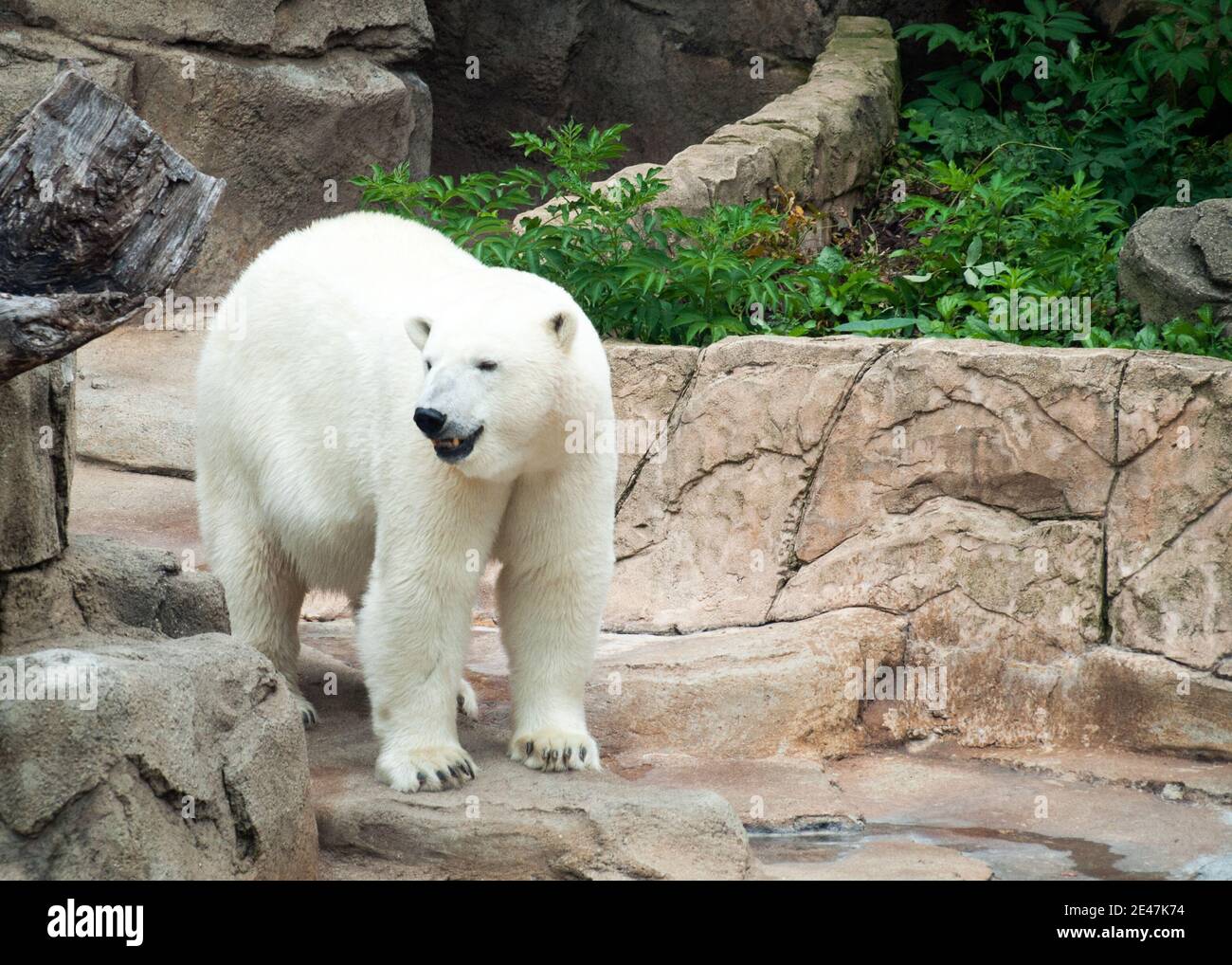 Anana, la femelle résidente de l'ours polaire du zoo de Lincoln Park à Chicago, Illinois. Banque D'Images