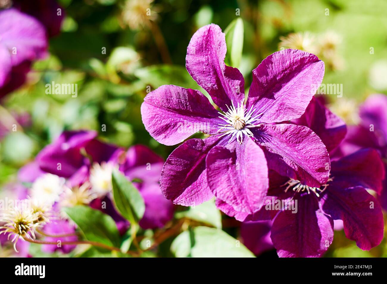 Fleurs de clematis violets sur le fond vert flou du feuillage. Backdrops floraux et à base de plantes Banque D'Images