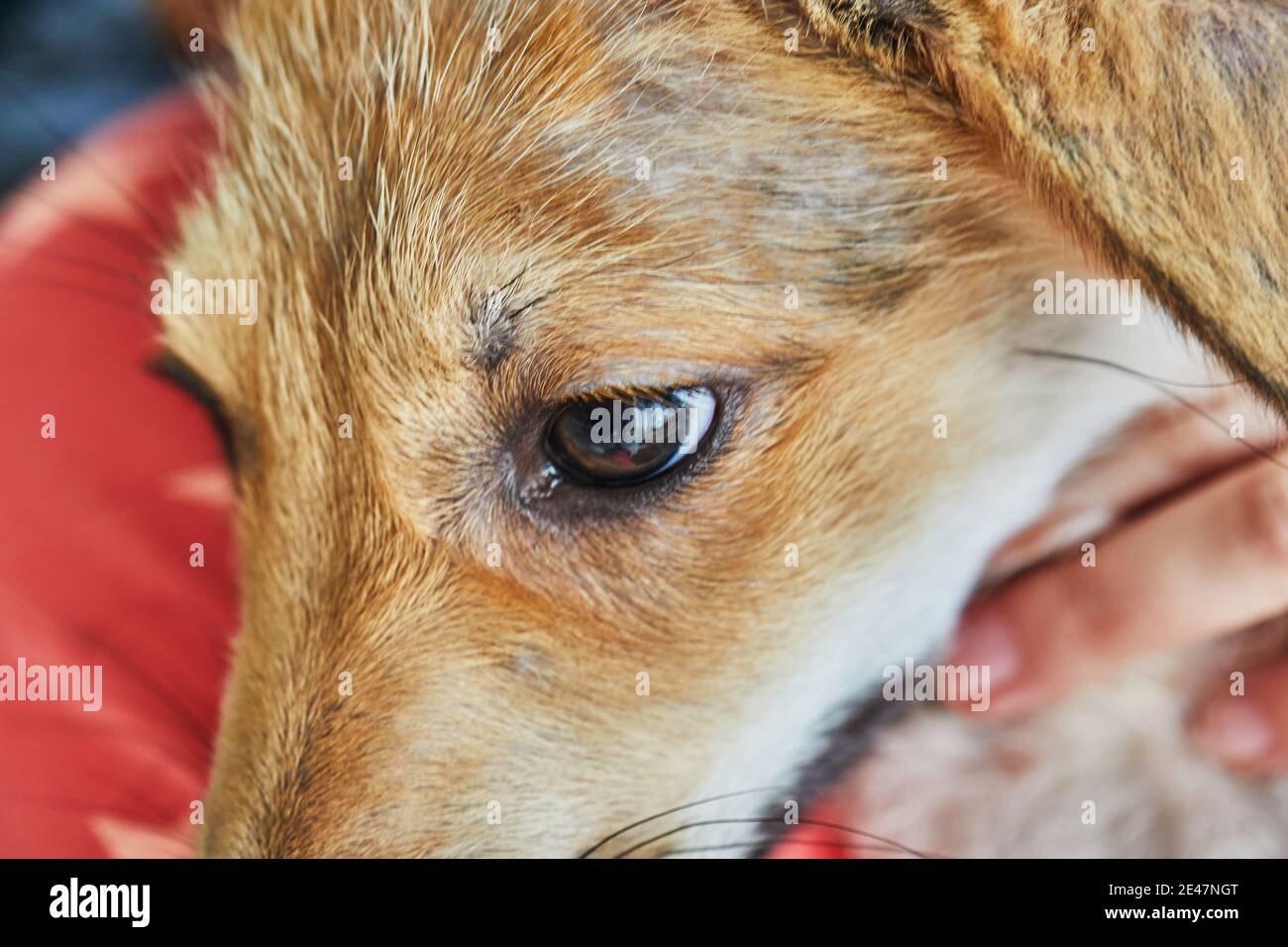 Portrait d'un adorable chiot de retriever d'or mélangé. Gros plan Banque D'Images