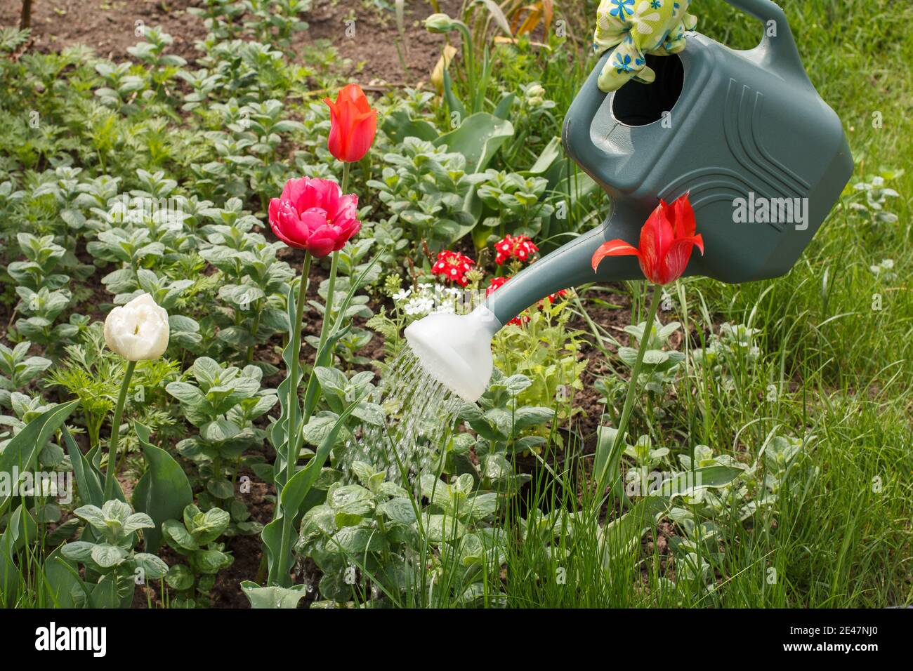Les tulipes fleuris sont arrosées avec un arrosoir en plastique dans le jardin. Banque D'Images