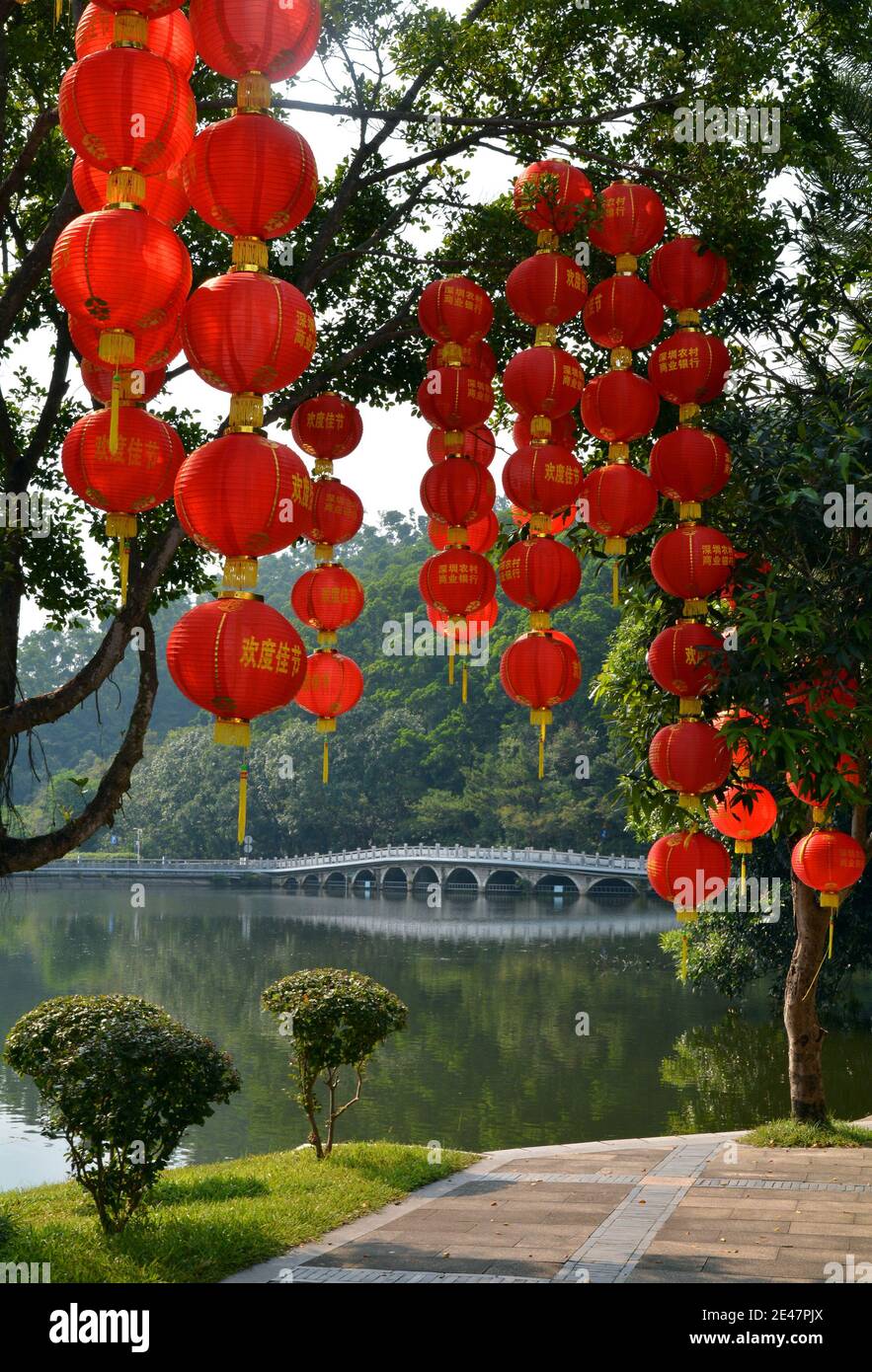 Beaucoup de lanternes rouges brillantes pendent des arbres dans le jardin botanique du lac Fairy à Shenzhen. Nouvel an chinois 2020 Banque D'Images