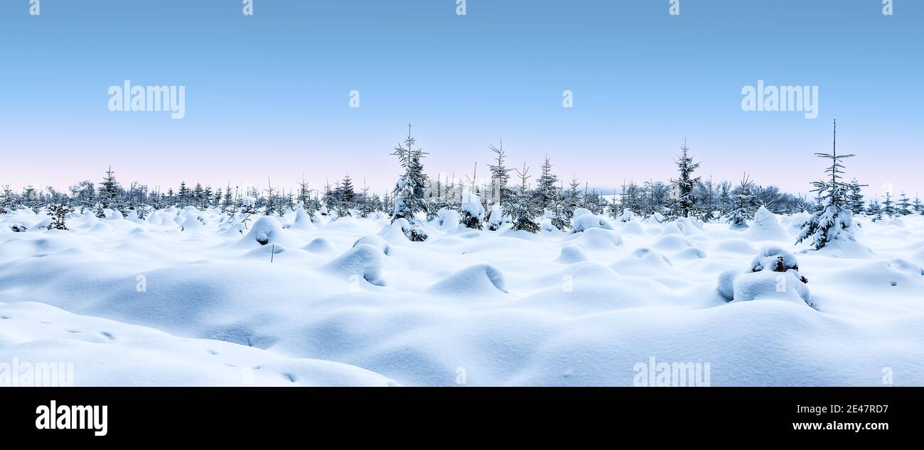 Paysage enneigé d'hiver panoramique avec arbres enneigés. Banque D'Images
