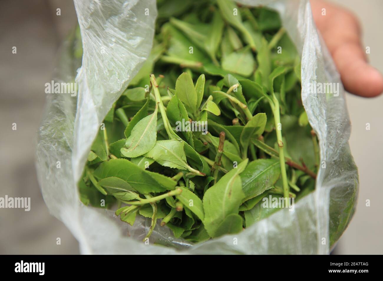 Pétales à mâcher de khat (Catha edulis). Un aphrodisiaque commun au Yémen. Sanaa, Yémen. Banque D'Images