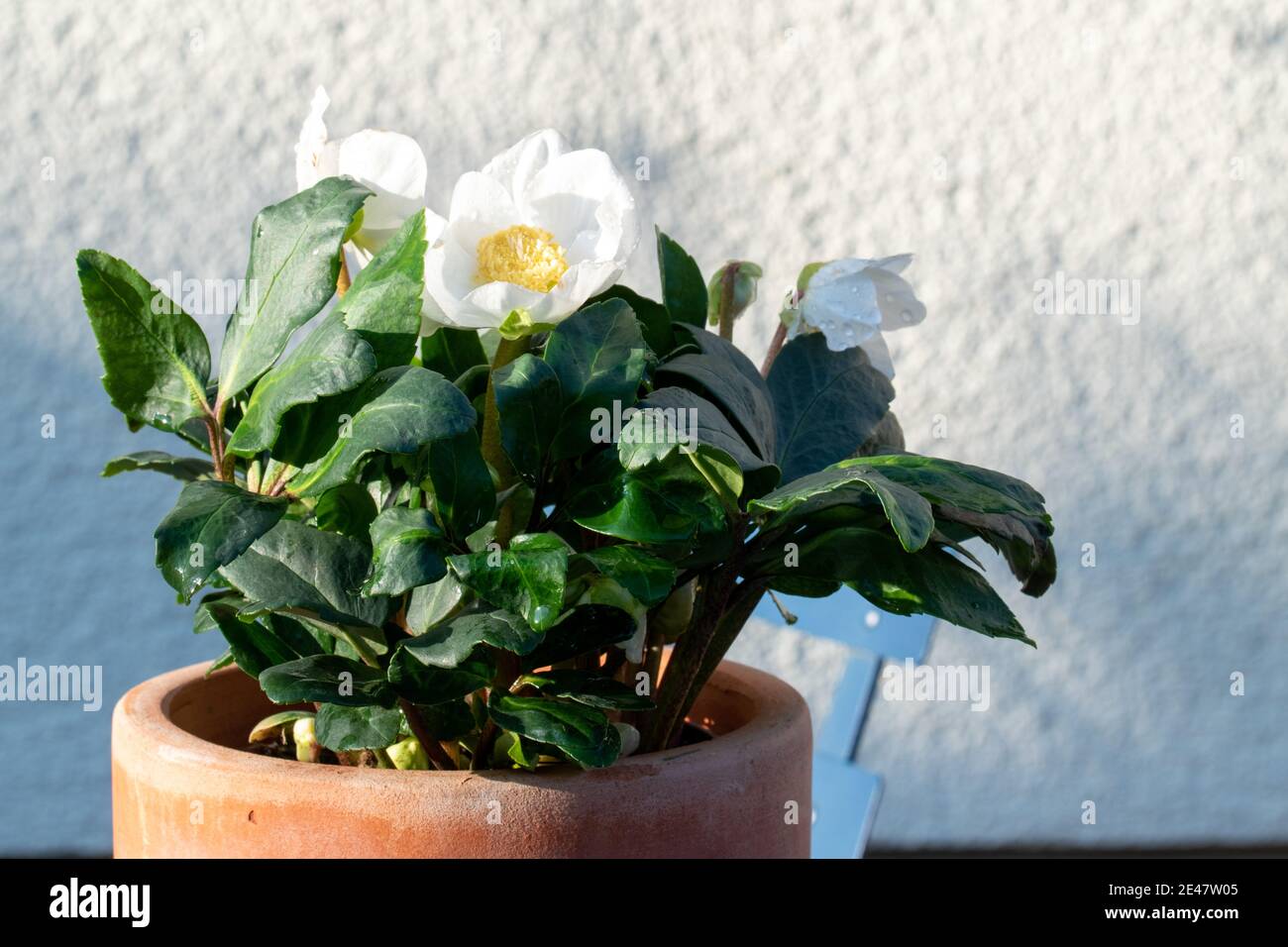 La rose de Noël, Helleborus niger est également appelée rose neige ou hellebore et inspire en hiver avec ses élégantes fleurs blanches. Banque D'Images