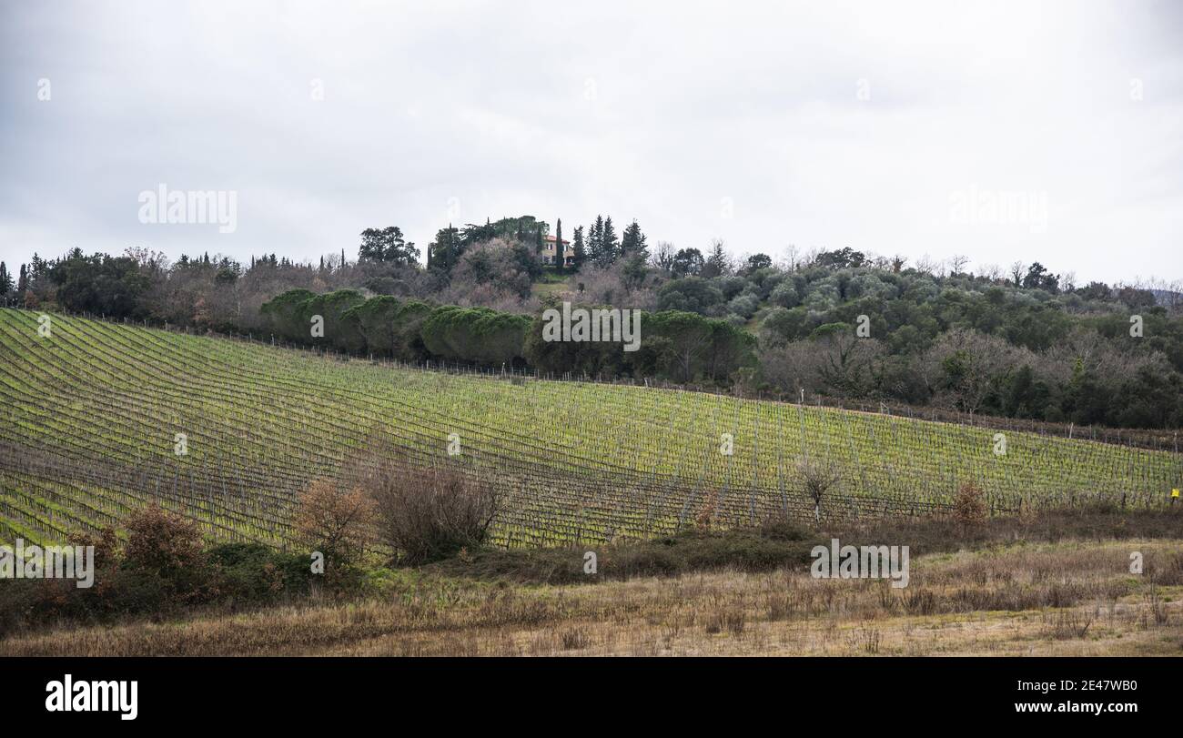 Paysage toscan typique avec vignes et oliviers Banque D'Images