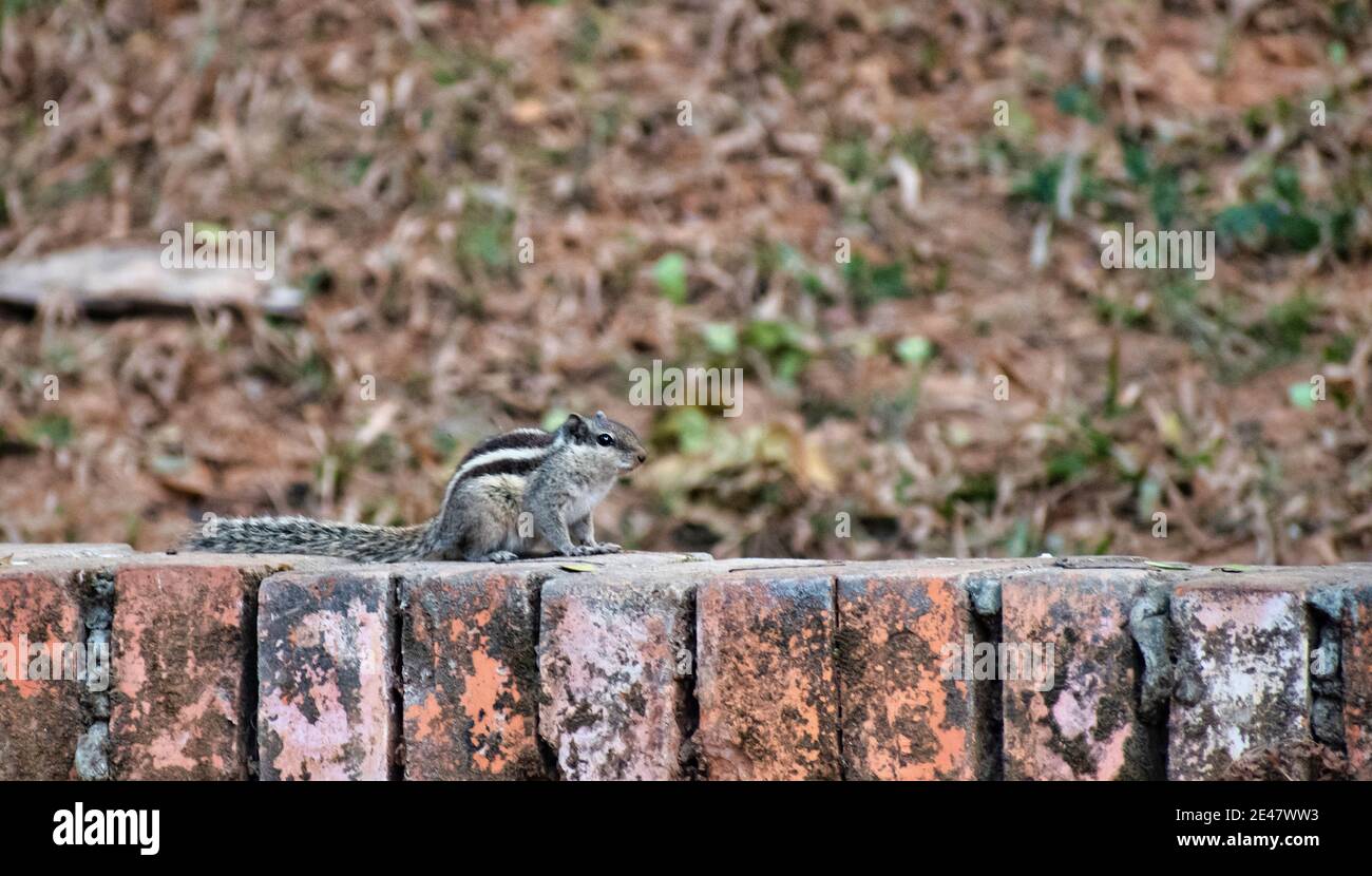 Les écureuils appartiennent à la famille des Sciuridae, une famille qui comprend des rongeurs de petite ou moyenne taille. Banque D'Images