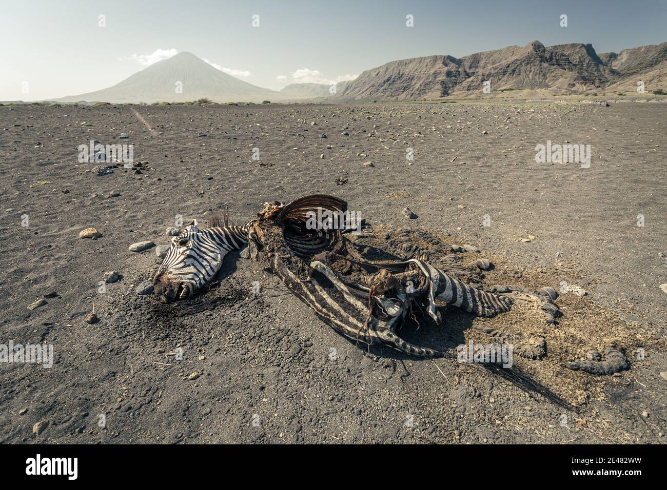 Zébra de la mort dans le sable; région du lac Natron, Tanzanie Photo Stock  - Alamy