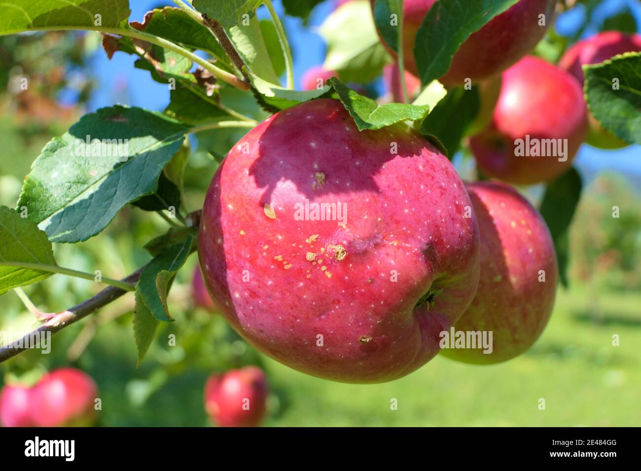Grosse pomme juteuse rouge sur la branche avec plantation cultivée dans arrière-plan Banque D'Images
