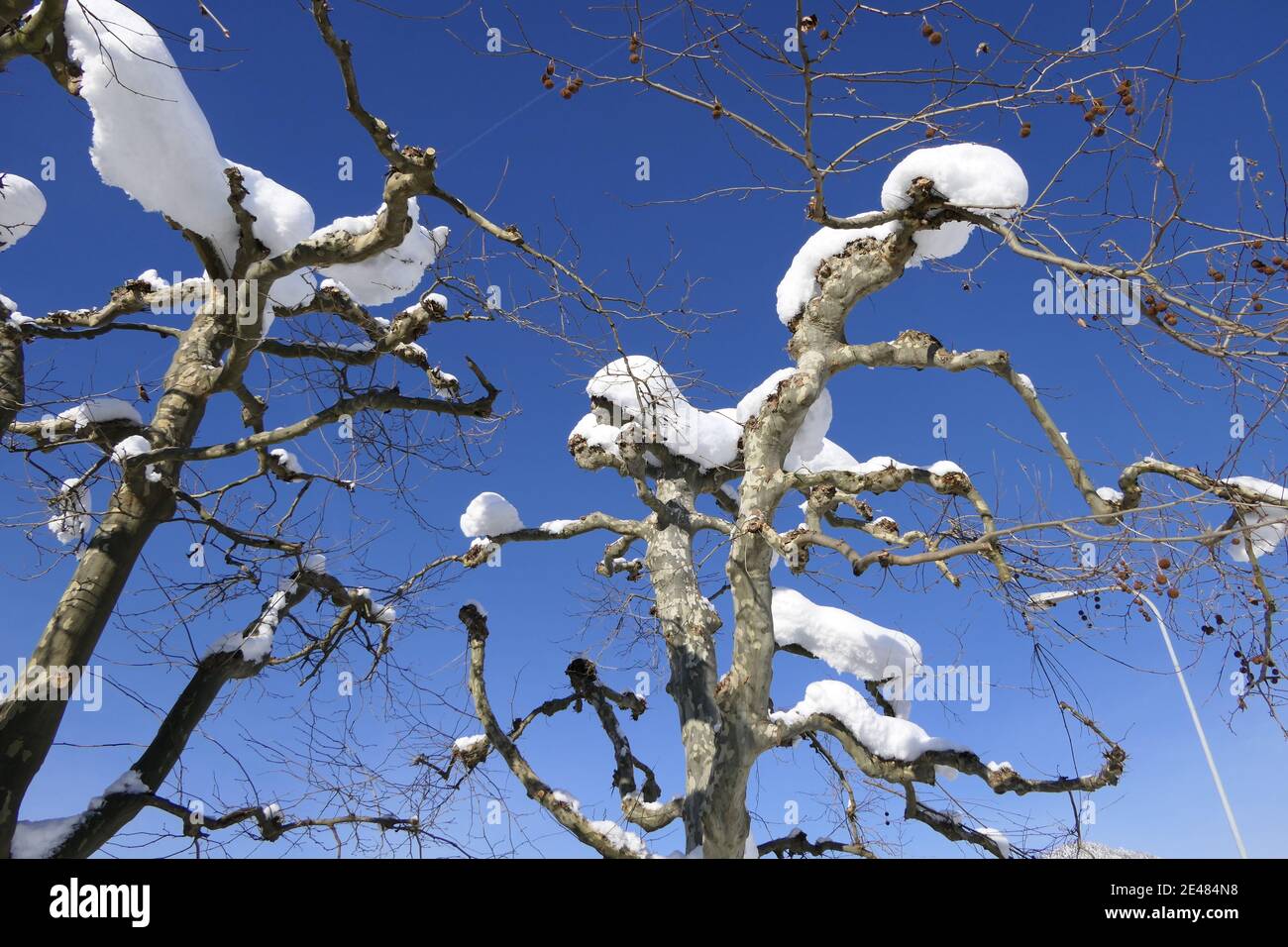Arbres à l'aspect artistique avec écorce lisse et branches fraîchement couvertes avec de la neige Banque D'Images
