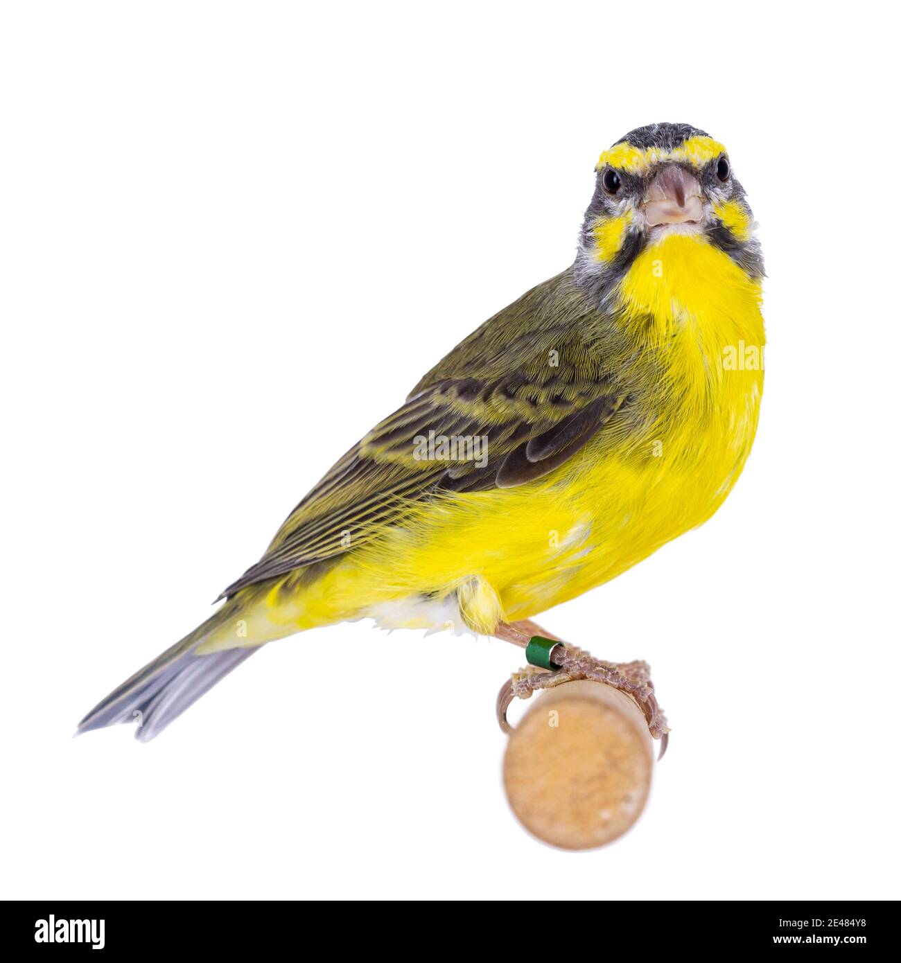 Canay jaune à la façade alias Crithagra mozambica oiseau. Isolé sur un fond blanc. Assis sur un bâton de bois. Banque D'Images
