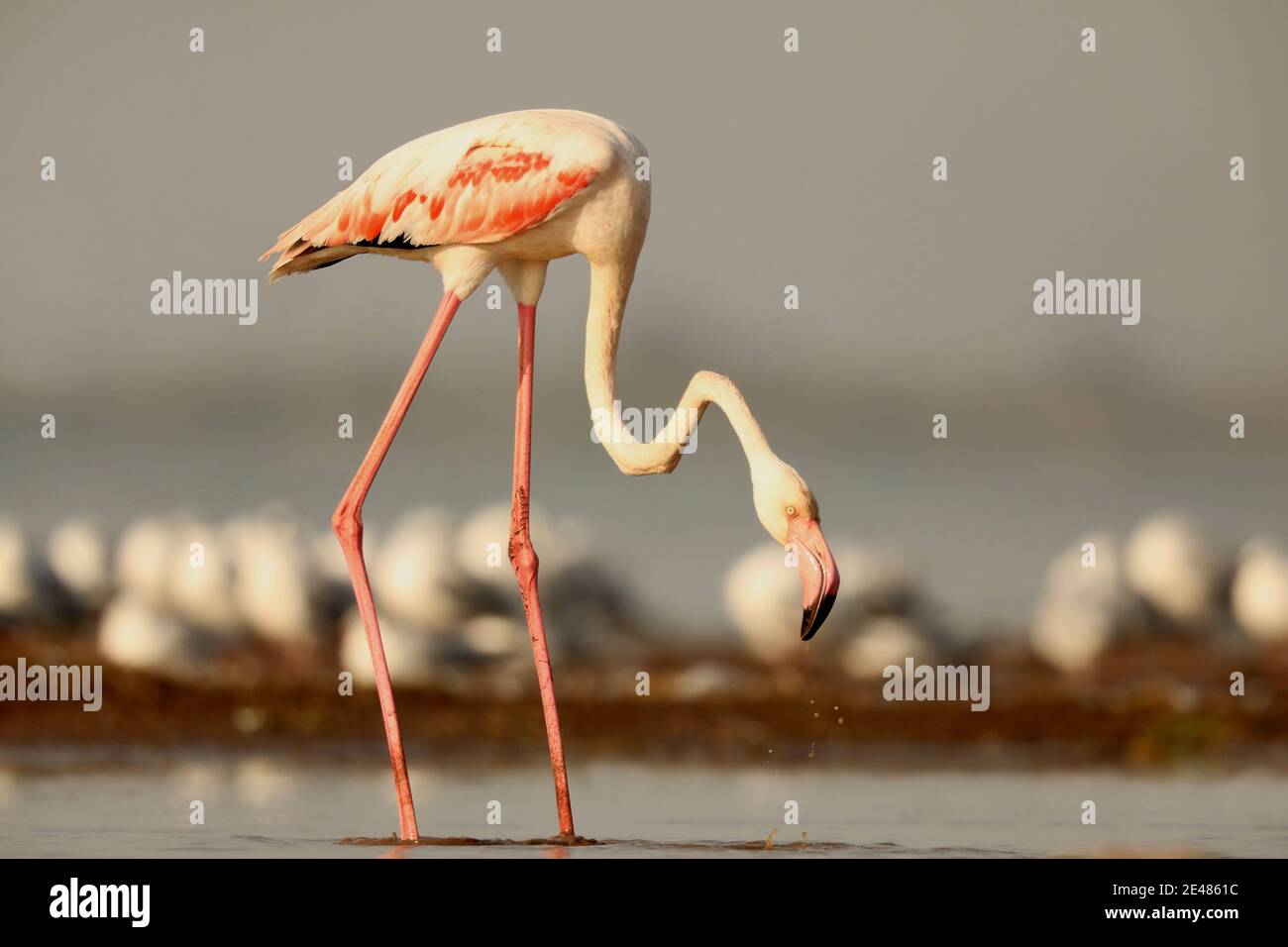 Grand Flamingo, Phoenicopterus roseus, Bhigwan Wetlands, Maharashtra, Inde Banque D'Images